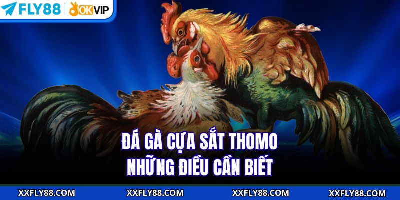 Đá Gà Cựa Sắt Thomo | Trải Nghiệm Hấp Dẫn Cho Hội Viên FLY88 - betbeacon99