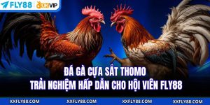 Tin Tức Fly88 – Cập Nhật Nhanh Xu Hướng Cá Cược 2026 - betbeacon99