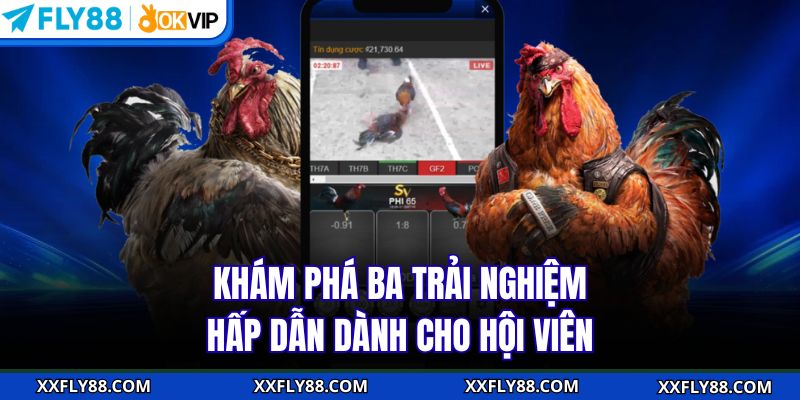 Đá Gà Cựa Sắt Thomo | Trải Nghiệm Hấp Dẫn Cho Hội Viên FLY88 - betbeacon99